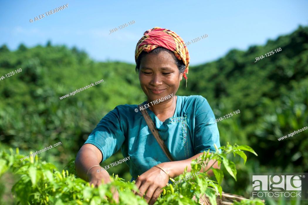 Stock Photo: A Marma woman collecting chillies, Chittagong Hill Tracts, Bangladesh, Asia.