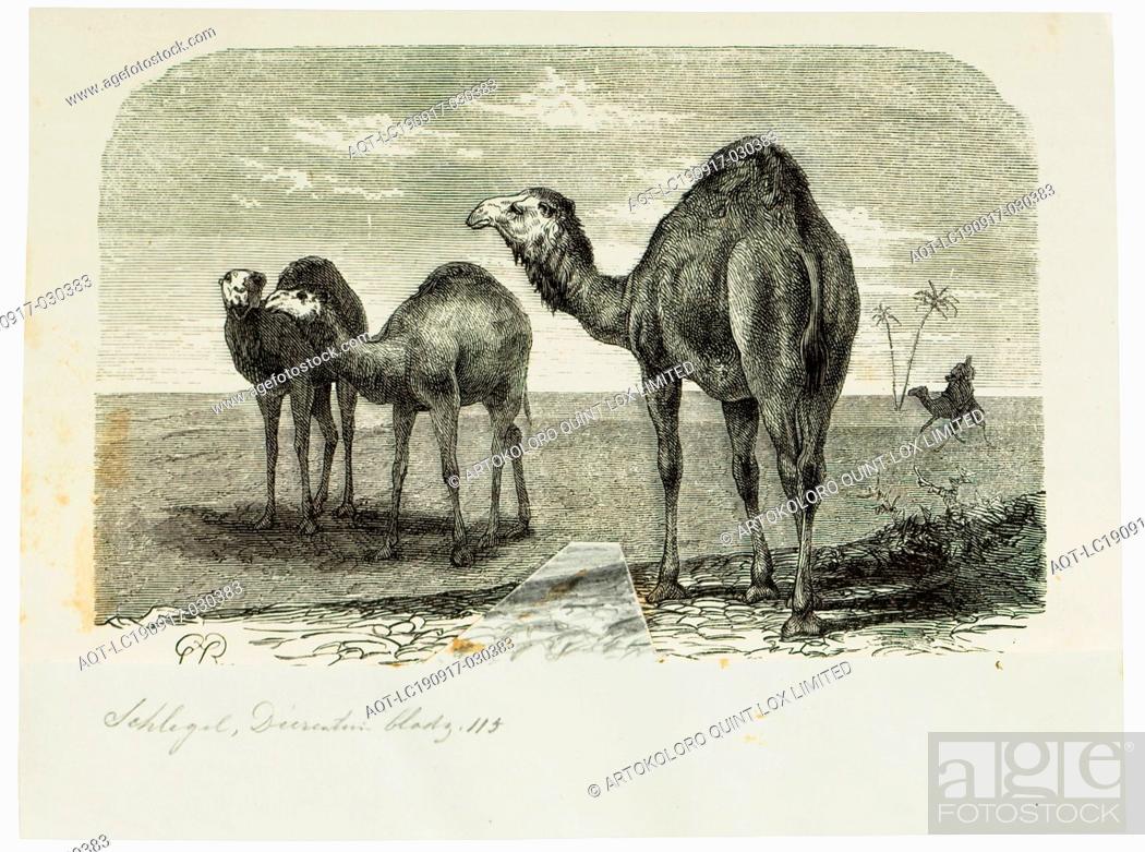 Camelus dromedarius, Print, The dromedary, also called the Arabian camel  (Camelus dromedarius), Stock Photo, Picture And Rights Managed Image. Pic.  AQT-LC190917-030383 | agefotostock