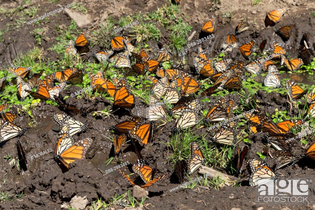 Stock Photo: Central America, Mexico, State of Michoacan, Angangueo, Reserve of the Biosfera Monarca El Rosario, Monarch (Danaus plexippus) butterflies gathering to drink.