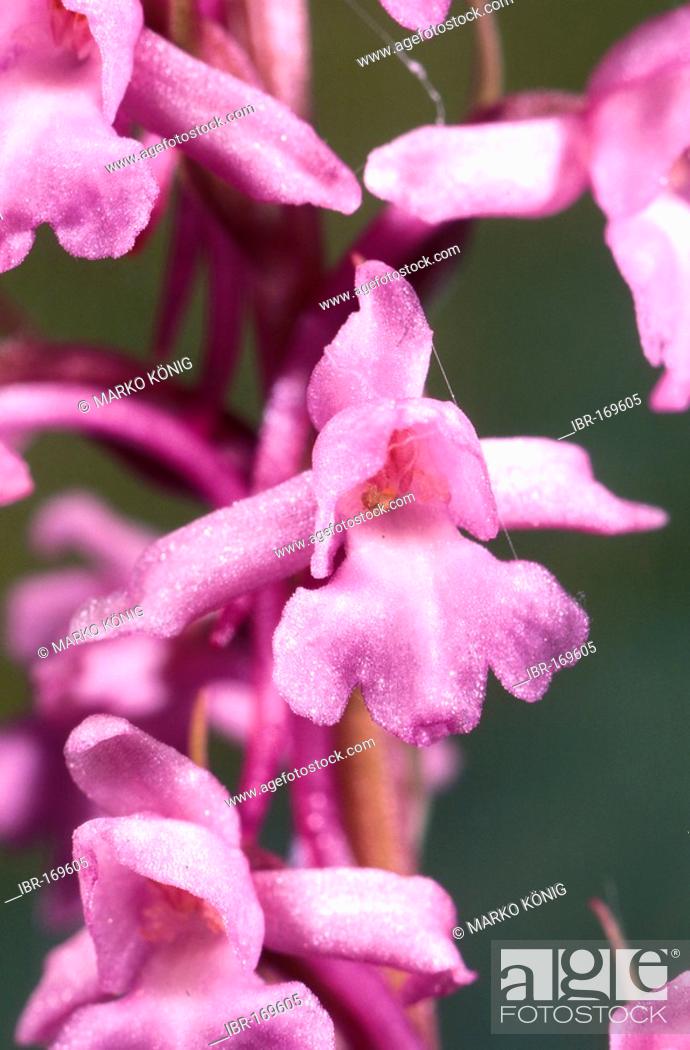 Stock Photo: Fragrant Orchid (Gymnadenia conopsea).