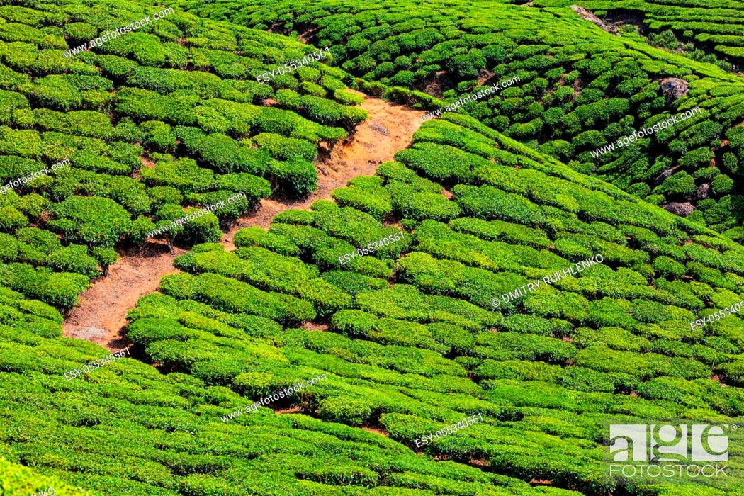 Stock Photo: Green tea plantations in Munnar, Kerala state, India.