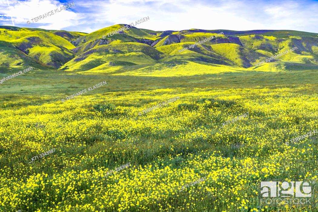 Stock Photo: The Carizzo Plain National Monument with wildflowers of the 2019 Superbloom, California, USA.
