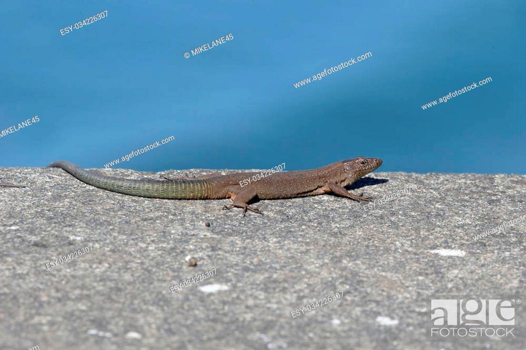 Stock Photo: Madeira wall lizard, Lacerta dugesii, single animal on wall, Madeira, March 2016.