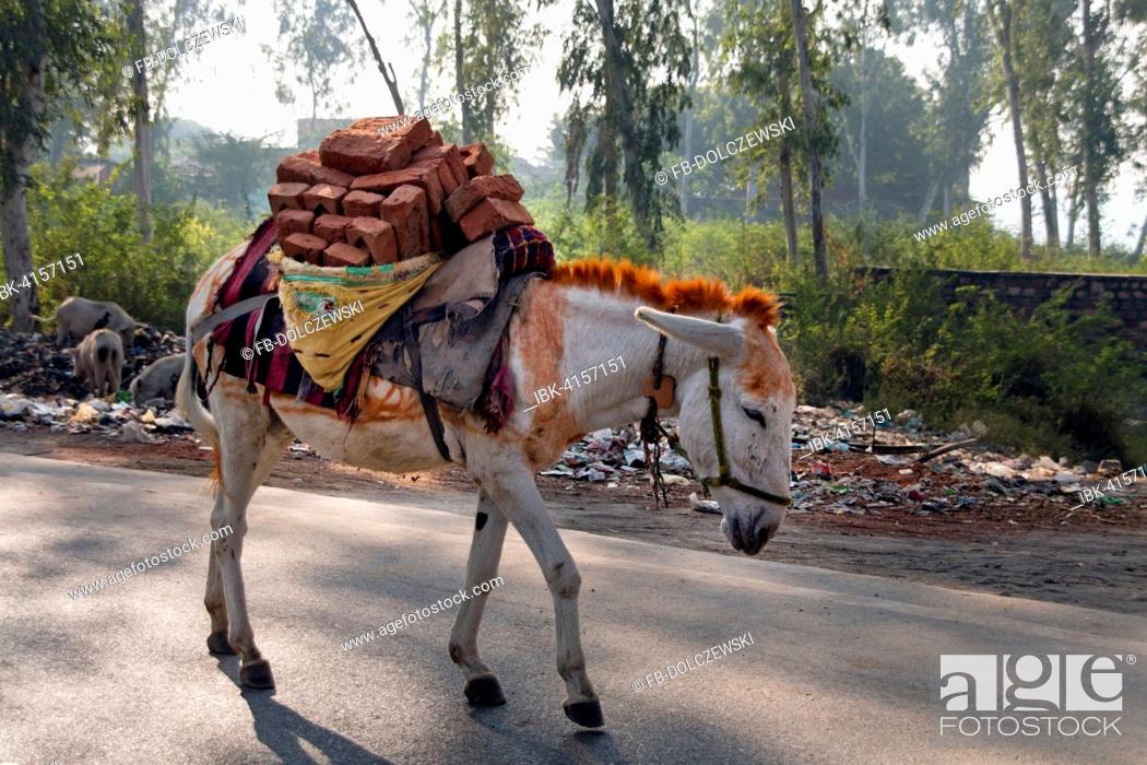 Donkey laden with bricks, Agra, Uttar Pradesh, India, Stock Photo, Picture  And Royalty Free Image. Pic. IBK-4157151 | agefotostock