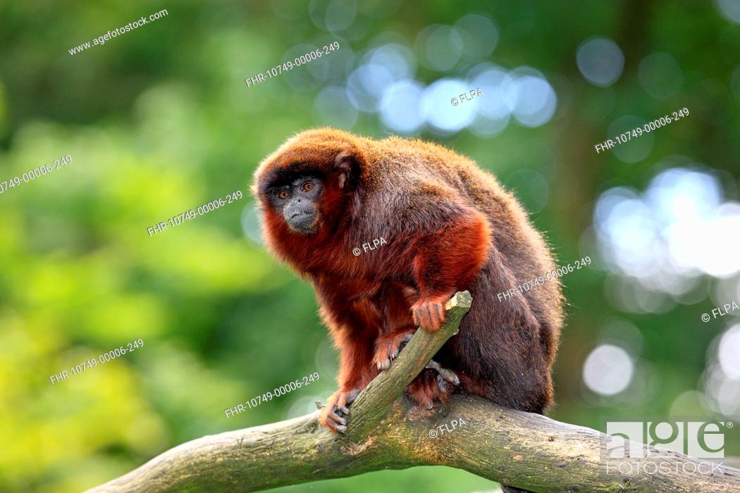 tvilling Løfte Op Red-bellied Titi (Callicebus moloch) adult, sitting on branch (captive),  Stock Photo, Picture And Rights Managed Image. Pic. FHR-10749-00006-249 |  agefotostock