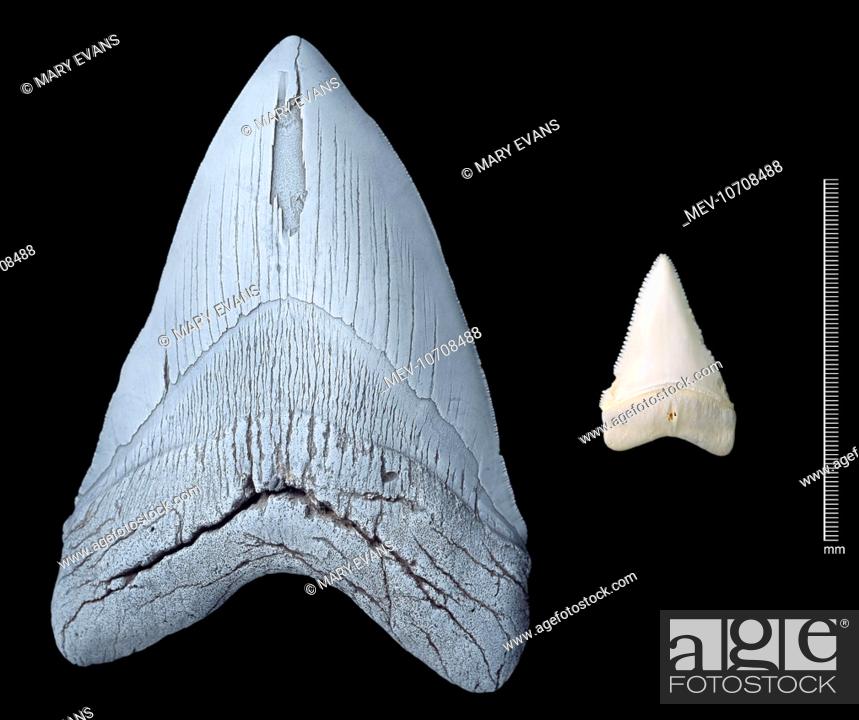 Stock Photo: Tooth of an extinct shark (Carcharodon megalodon) on the right, compared with a tooth from a modern Great White shark, (Carcharodon carcharias) on the left.