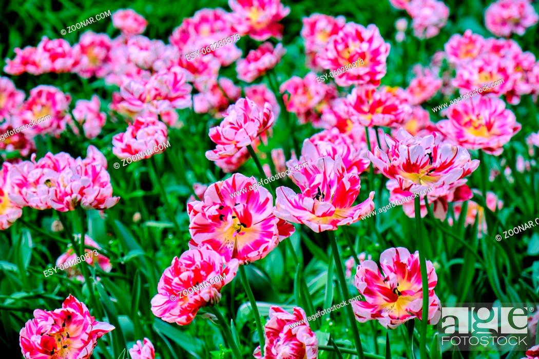 Stock Photo: Pink tulips in flower bed, spring in the garden, blooming flowers.