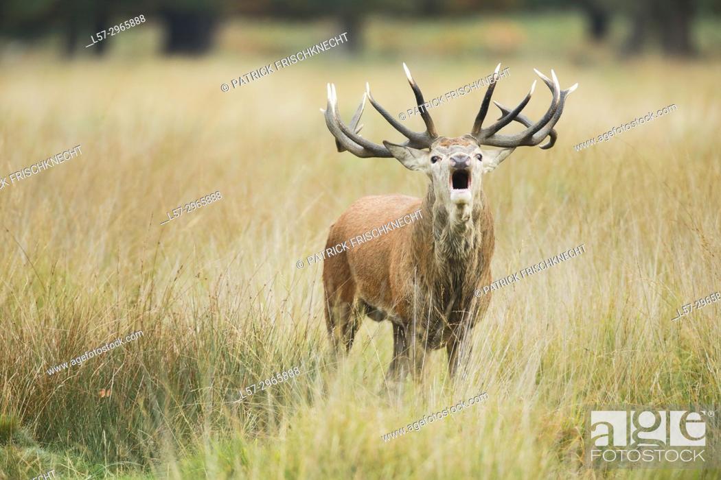 Stock Photo: Red deer stag , Richmond park, London, England.