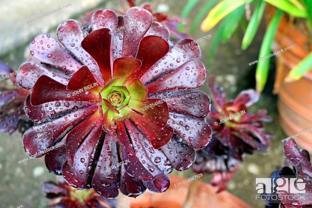 Stock Photo: Purple tree houseleek, Aeonium arboreum variety atropurpureum, with spots of rain on the leaves with a blurred background of stone and clay pots.