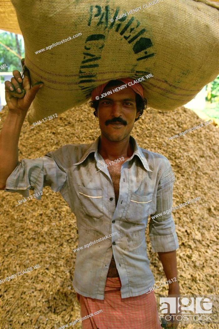 Stock Photo: Labourer carries sack of stem ginger, Cochin, Kerala state, India, Asia.