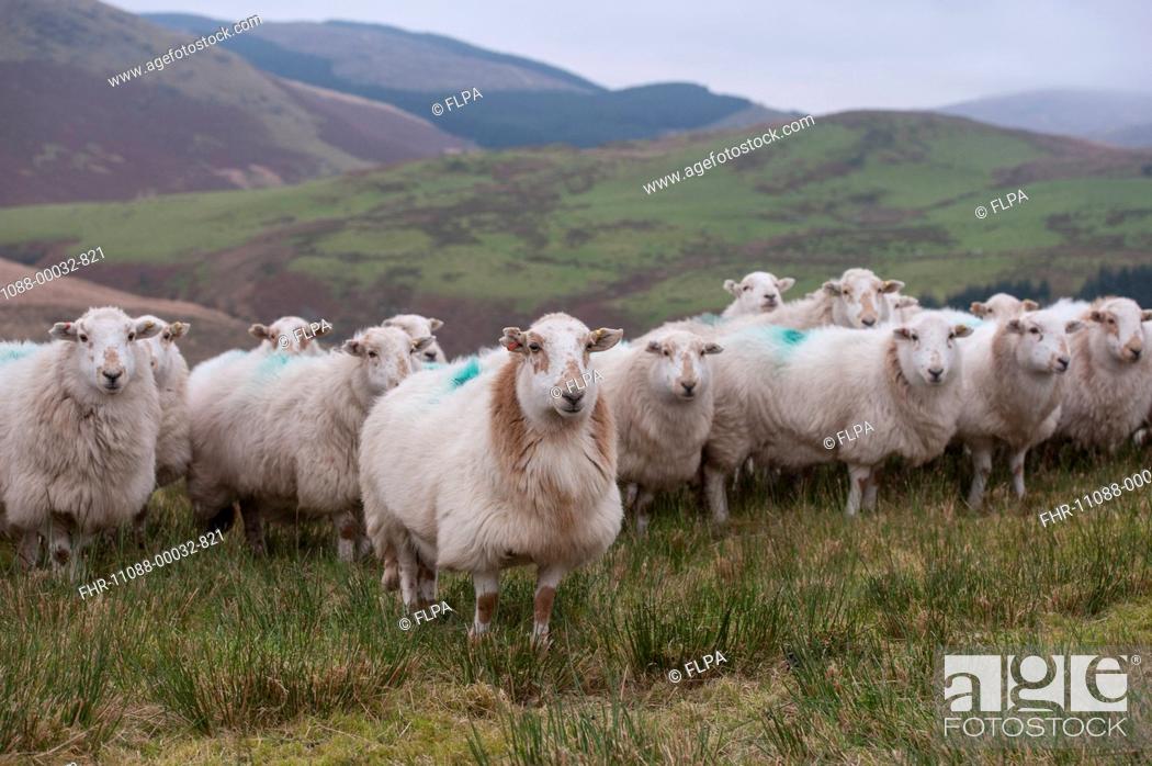 Stock Photo: Domestic Sheep, Welsh Mountain ewes, flock standing on hill farm, Ponterwyd, Cambrian Mountains, Ceredigion, Mid Wales, December.