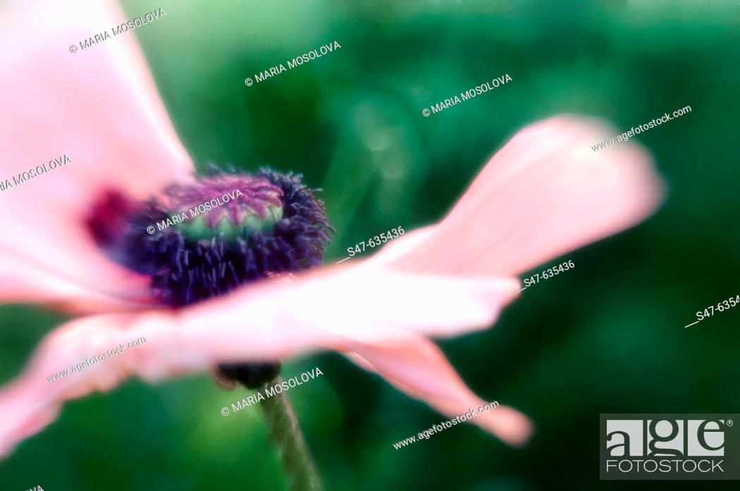 Photo de stock: Pink Oriental poppy. Papaver orientalis. May 2006. Maryland, USA.