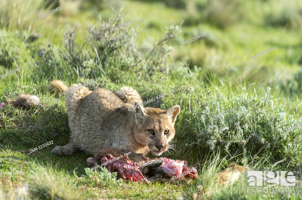 Pisoteando atleta Amargura A Puma cub (Puma concolor) about 6 months old feeding on a baby Guanaco  kill in Torres del Paine..., Foto de Stock, Imagen Derechos Protegidos Pic.  ZM4-3233432 | agefotostock