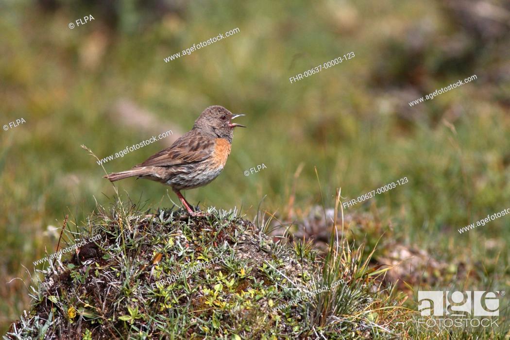 Stock Photo: Robin Accentor Prunella rubeculoides adult, singing, standing on tussock, Qinghai Province, China, august.