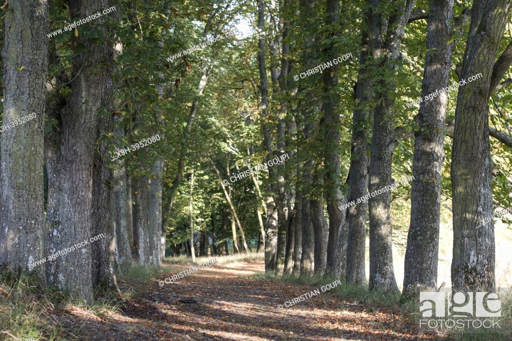 Imagen: Alley lined with horse chestnut trees, Park of the Chateau of Nogent-le-Roi, Eure-et-Loir department, Centre-Val-de-Loire region, France, Europe.