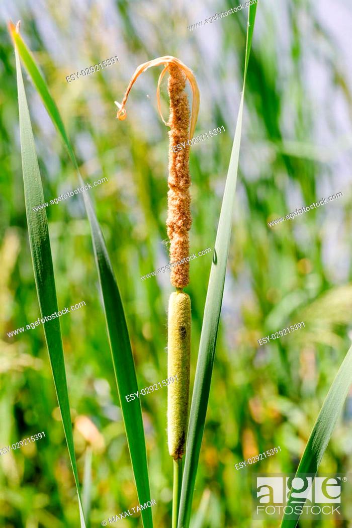Stock Photo: Detail of Typha Latifolia reed flower close to the lake in spring.
