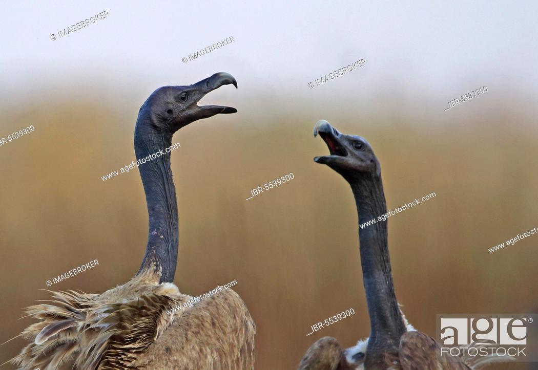 Stock Photo: Slender-billed vulture (Gyps tenuirostris) two adults, close-up of head and neck, squabbling over carrion, veal Krous 'vulture restaurant', Cambodia, Asia.