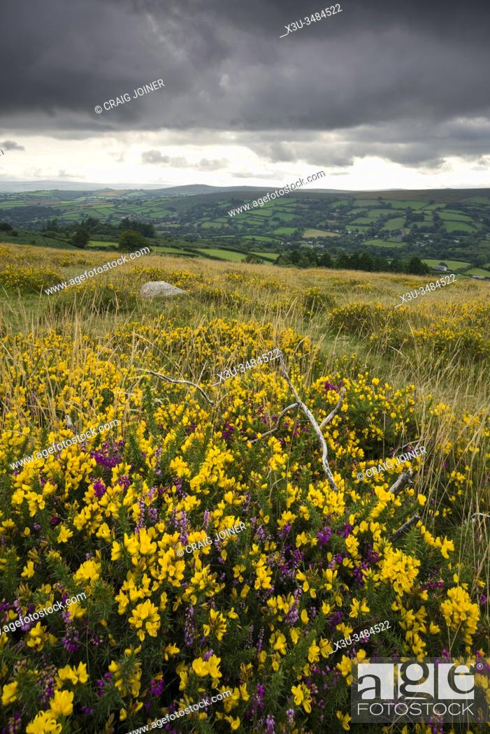 Stock Photo: Gorse and heather on Bonehill Down in late summer in Dartmoor National Park, Devon, England.