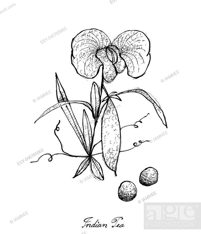 Sweet Pea Flower Botanical Drawing Spiral Notebook by Irina Sztukowski -  Fine Art America