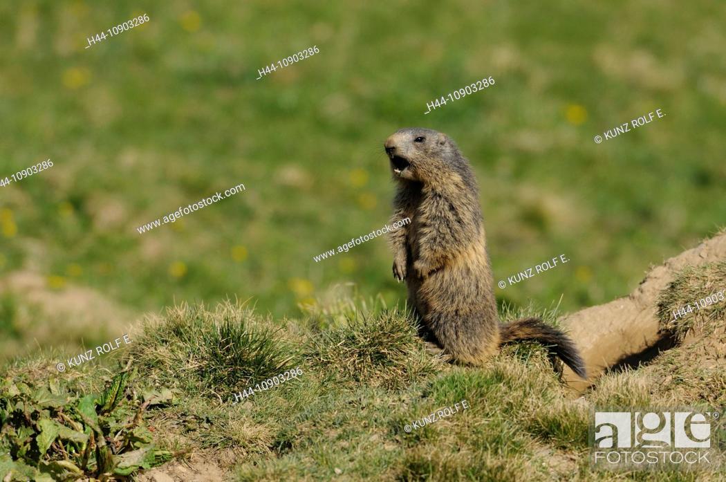 Alpine Marmot, Marmot, Marmota marmota, Sciuridae, sitting up, whistling,  warning, animal, rodent, Stock Photo, Picture And Rights Managed Image.  Pic. H44-10903286 | agefotostock