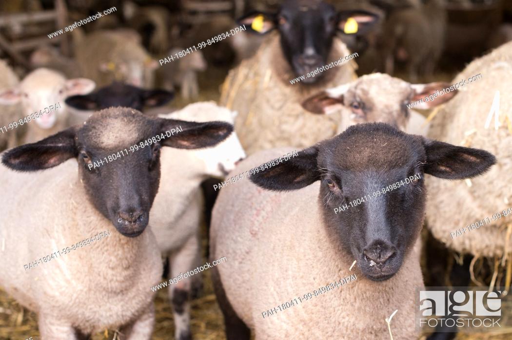 Stock Photo: 11 April 2018, Germany, Barby: Suffolk sheeps in a barn. German shepherds want to summit petitions to the regional courts all over Germany on 12 April 2018.