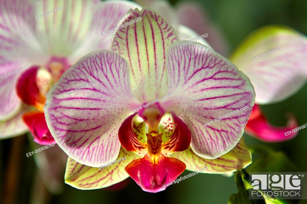 Stock Photo: Orchidee.