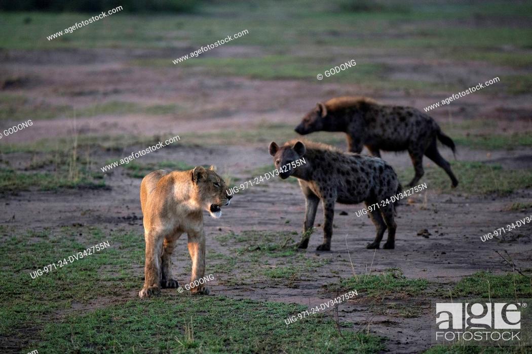 Photo de stock: African Lion female attacking Hyena.