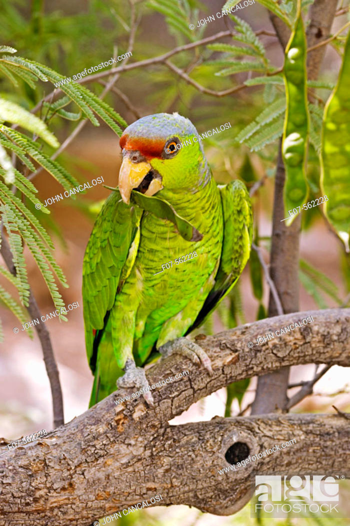 Lilac-crowned Parrot (Amazona finschi) - Mexico - Inhabits tropical  deciduous forest, Stock Photo, Picture And Rights Managed Image. Pic.  F07-562228 | agefotostock