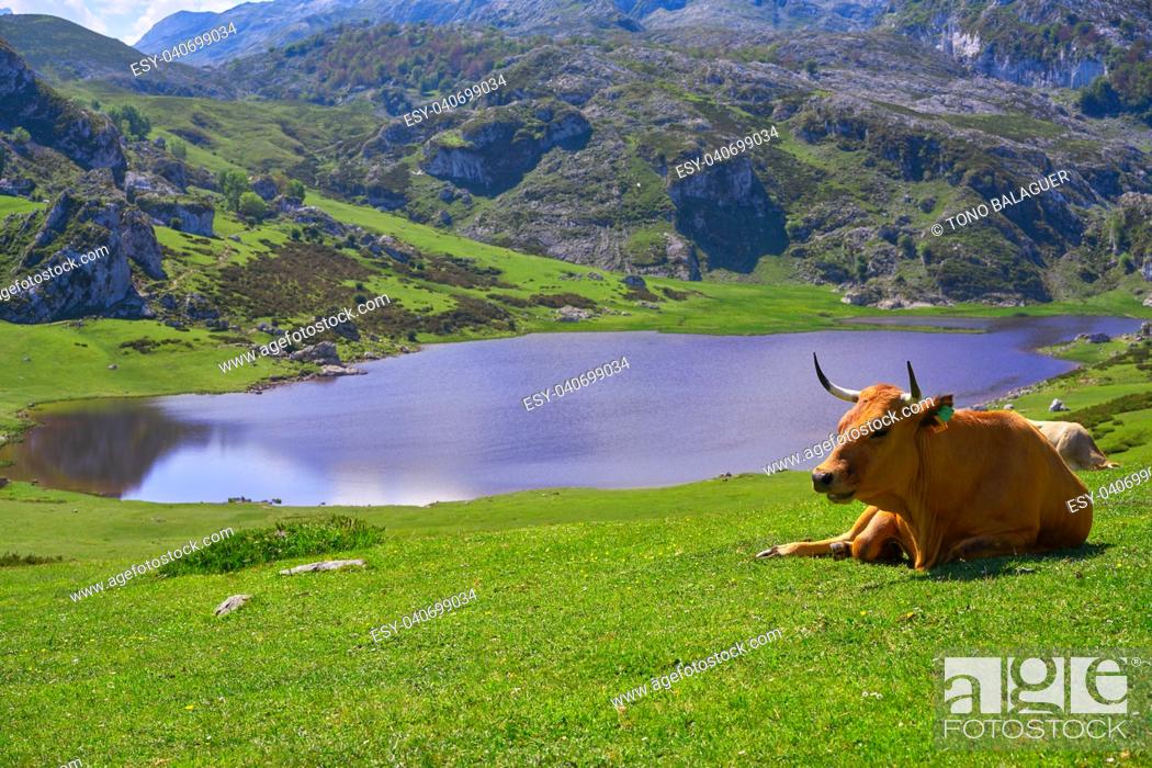 Stock Photo: Ercina lake at Picos de Europa in Asturias of Spain.