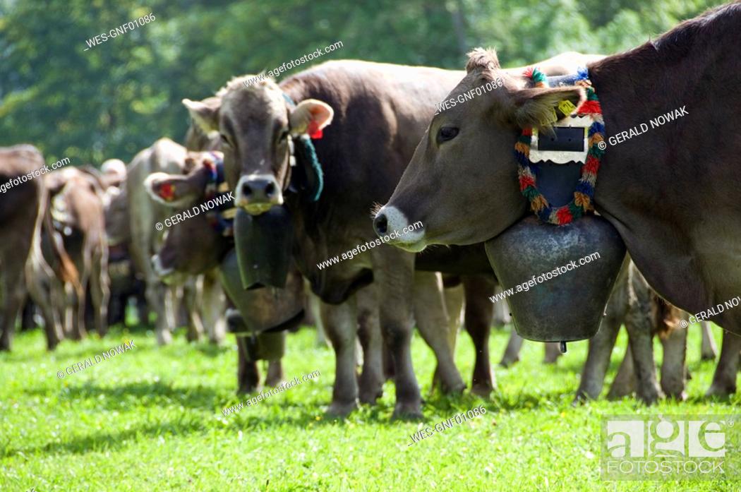 Stock Photo: Germany, Bavaria, Allgäu, Cattle herd.