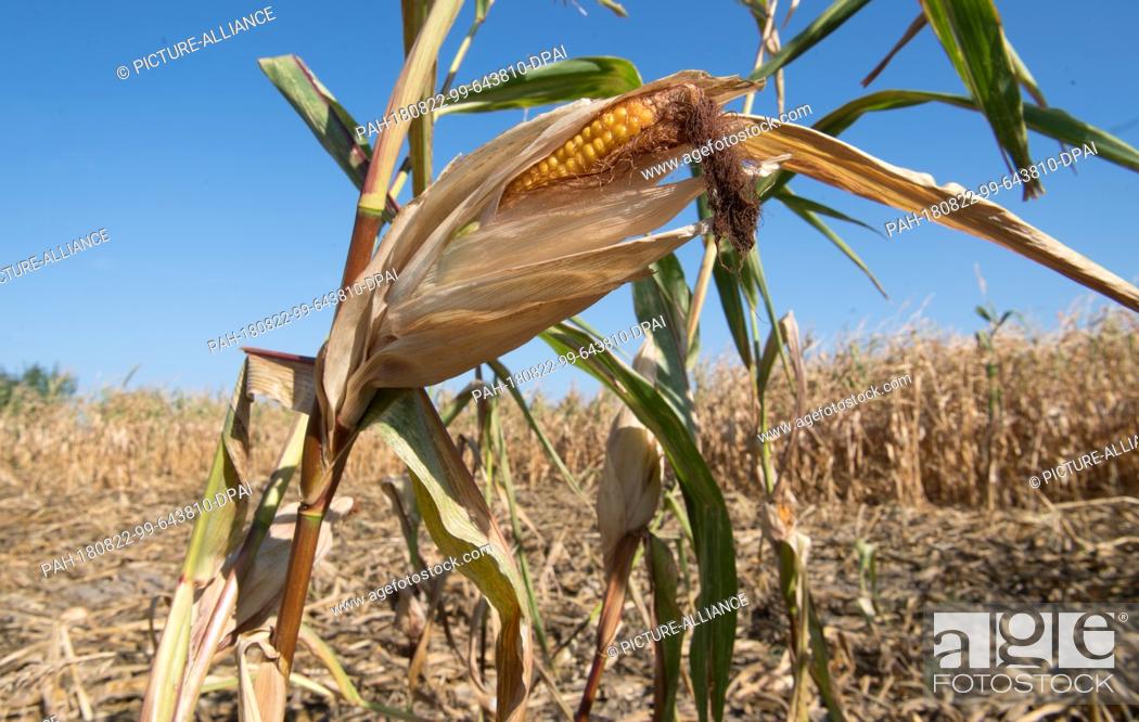 Stock Photo: 22 August 2018, Germany, Schwüblingsen: Maize grows on a maize field in the Hanover region that has been severely damaged by drought, heat and storms.