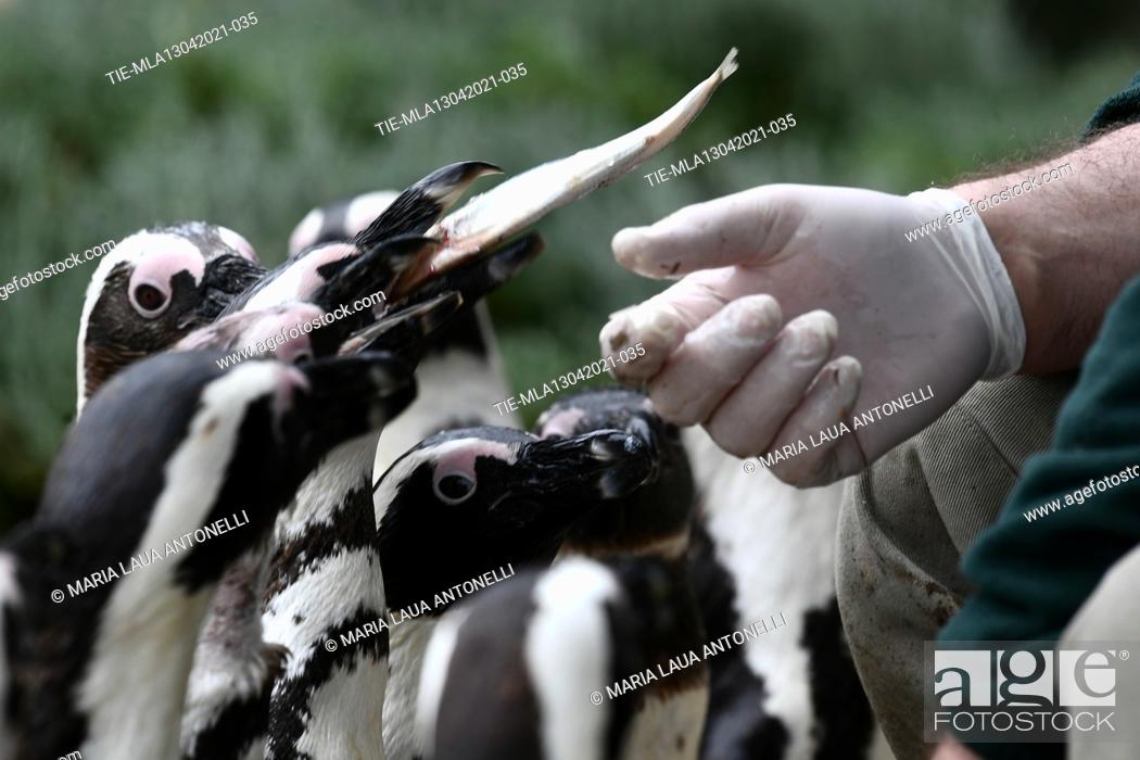 Stock Photo: A guardian feeds fish to the large colony of Cape penguins which is a 'threatened species' for the IUCN (World Union for Conservation of Nature).