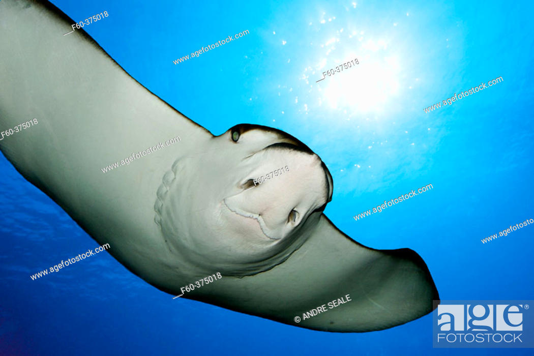 Stock Photo: Spotted eagle ray, Aetobatus narinari,  globally distributed in warm tropical seas.