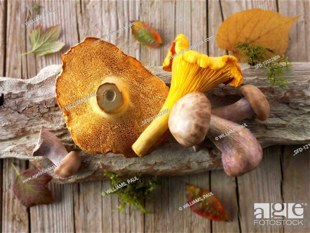 Stock Photo: Freshly picked chanterelle mushrooms, hedgehog mushrooms and Pied Bleu mushrooms on a piece of wood.