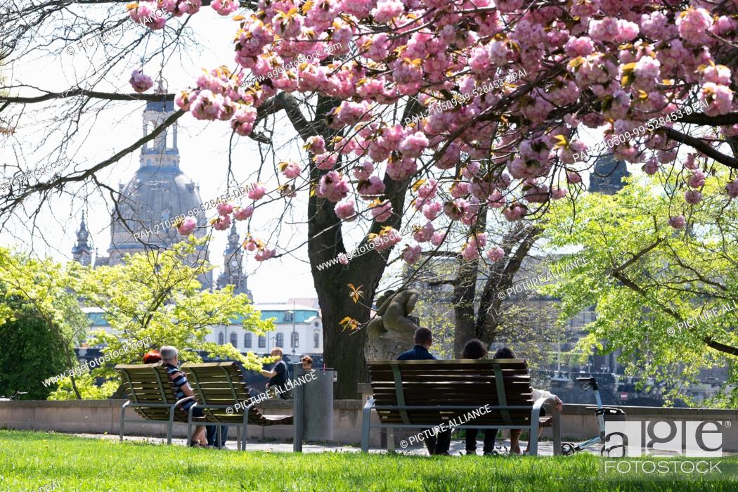 Stock Photo: 09 May 2021, Saxony, Dresden: Passers-by sit on a bench behind a blossoming ornamental cherry in front of the backdrop of the Frauenkirche on the banks of the.