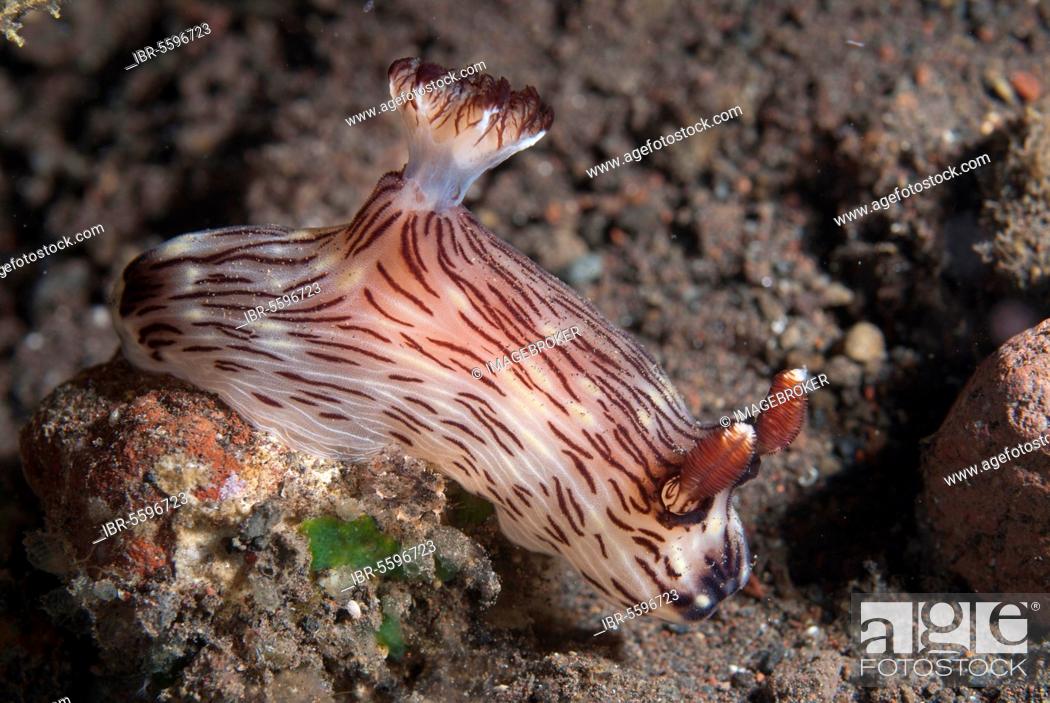 Stock Photo: Jorunna rubescens, Other animals, Marine gastropods, Snails, Animals, Molluscs, Kentrodoris Nudibranch (Kentrodoris rubescens) adult, on reef.