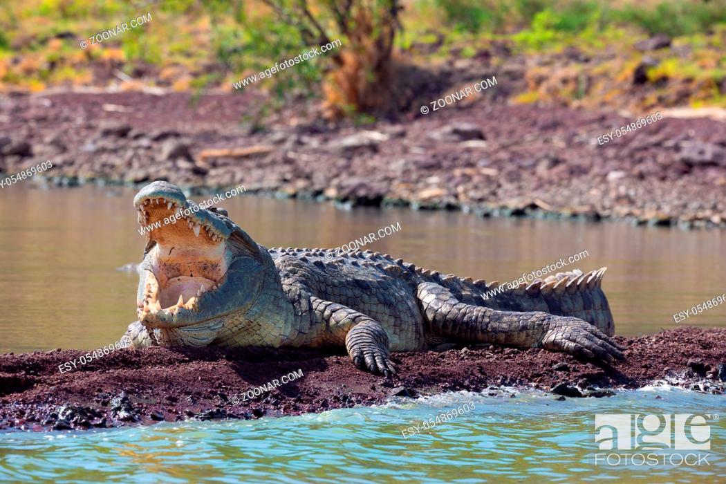 Photo de stock: big nile crocodile with opened mouth. Crocodylus niloticus, largest fresh water crocodile in Africa, is panting and resting on ground.