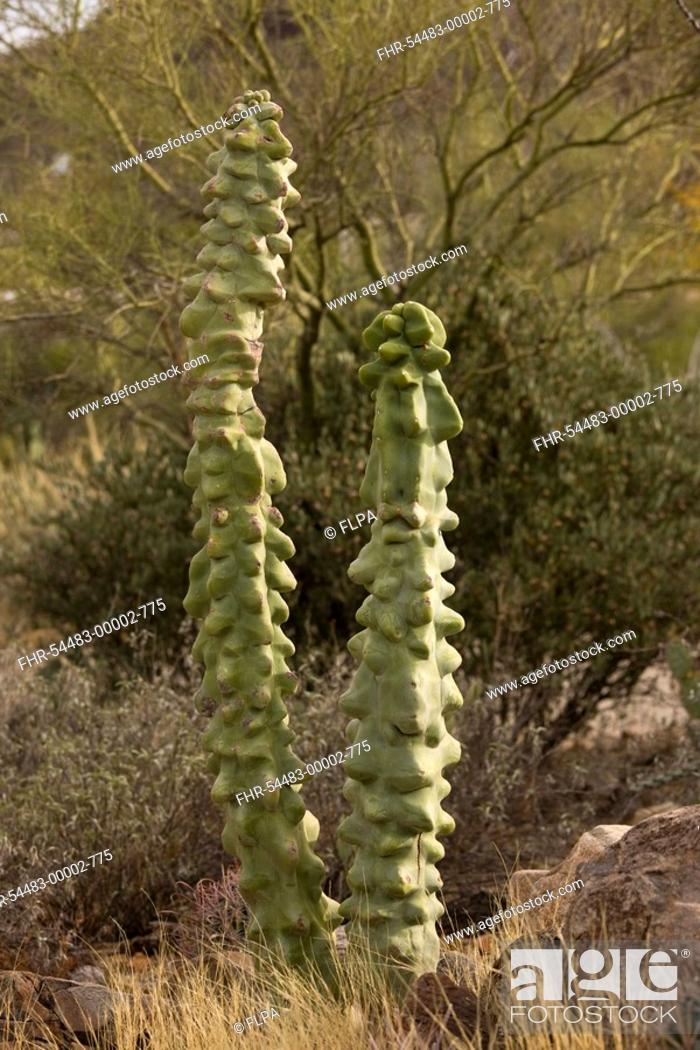 Stock Photo: Old Man Cactus Lophocereus schottii var monstrosus fleshy stems, in desert, Arizona, U S A.