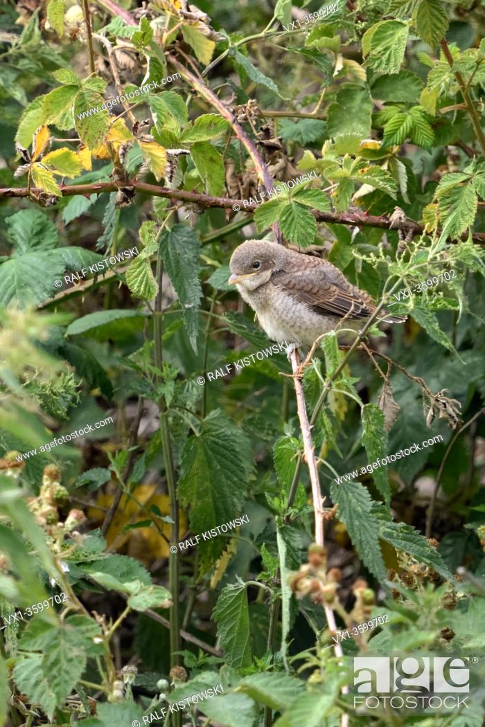 Photo de stock: Red-backed Shrike ( Lanius collurio ), just fledged chick, perched in a blackberry hedge, looks cute, waiting for food, wildlife, Europe.