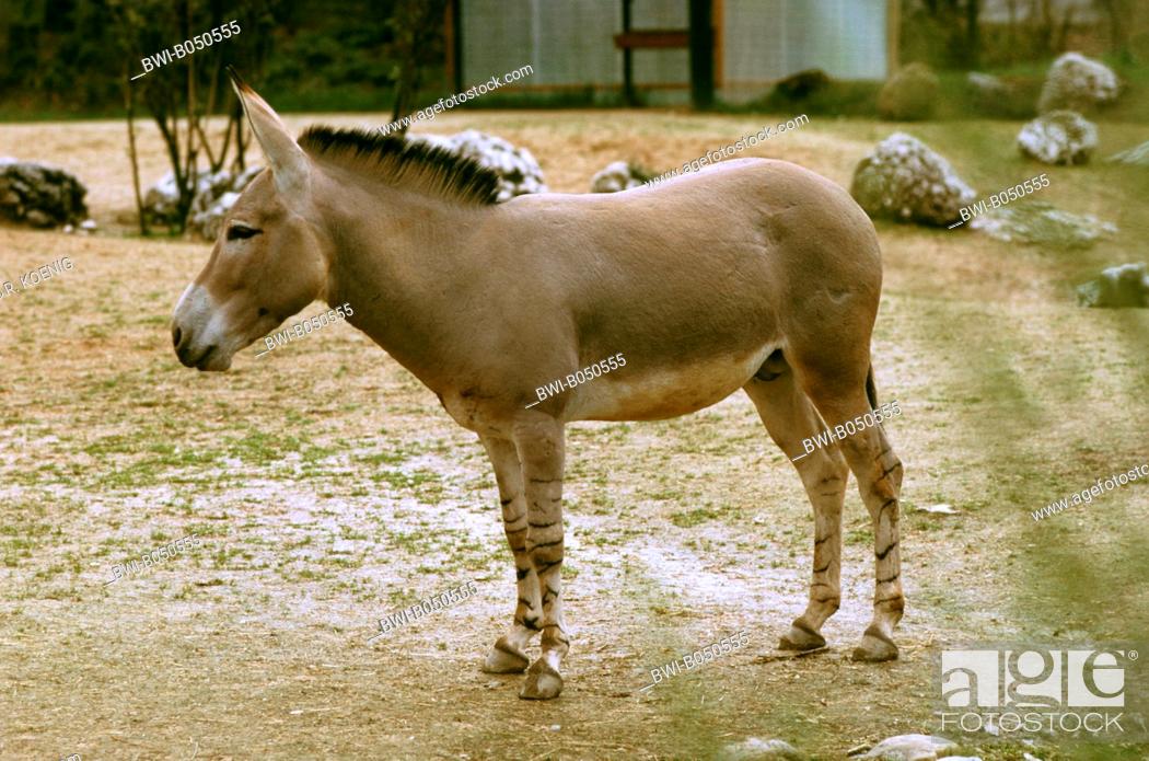 Somali wild ass, African wild ass (Equus africanus somalicus, Equus asinus  somalicus), Stock Photo, Picture And Rights Managed Image. Pic. BWI-B050555  | agefotostock