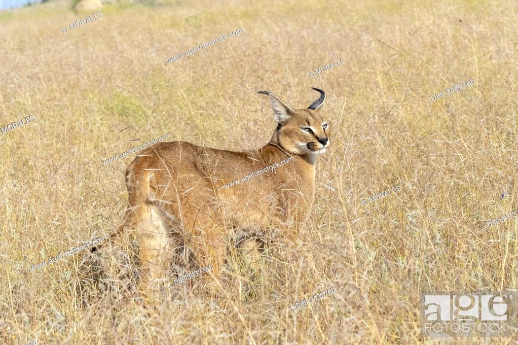 Stock Photo: Caracal (Caracal caracal), Occurs in Africa and Asia, Adult animal, Male, Walking in savanah, Captive.