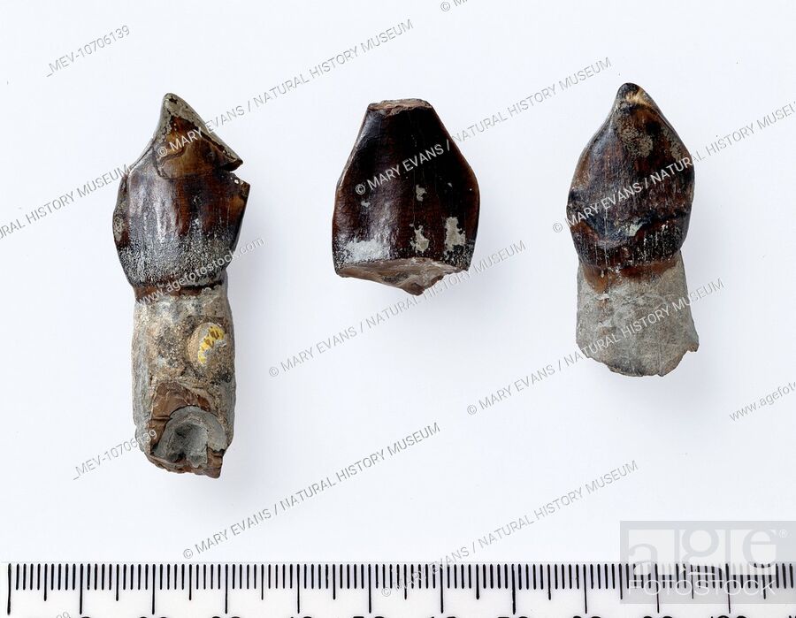 Stock Photo: Fossil teeth belonging to the Cetiosauriscus, a Sauropod dinosaur, discovered in Peterborough, England. It dates back 158 million years.