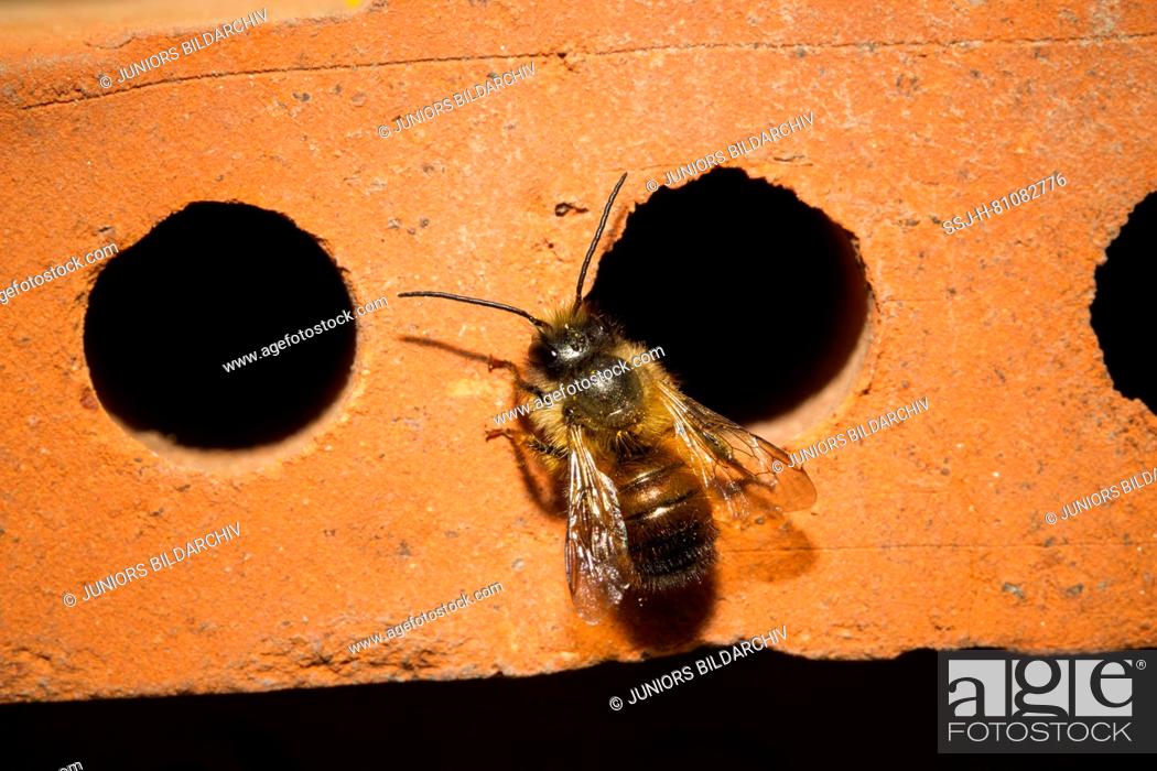 Stock Photo: Red Mason Bee (Osmia bicornis, Osmia rufa). Male on an insect hotel. Germany.