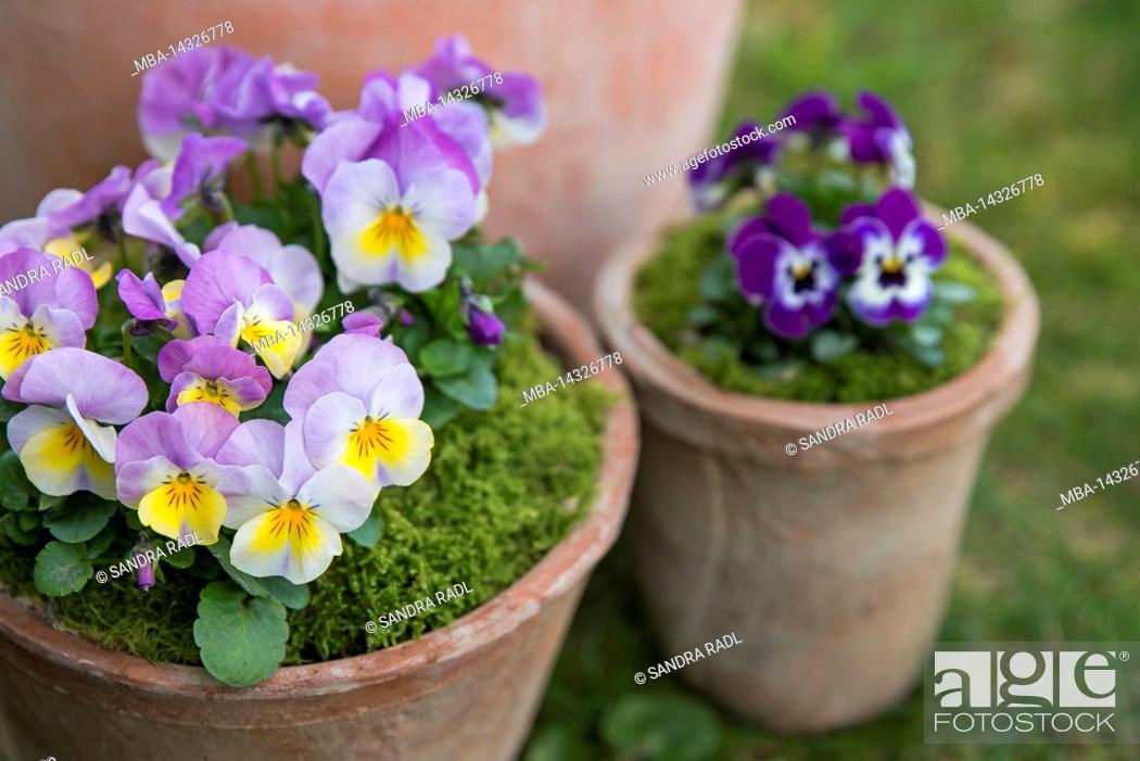 Imagen: Pots with colorful horned violets (Viola cornuta).