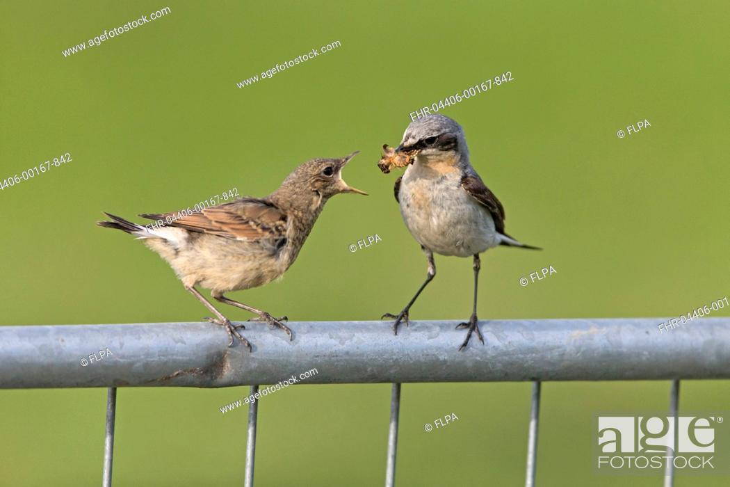 Imagen: Northern Wheatear (Oenanthe oenanthe) adult male, breeding plumage, feeding moth to juvenile, perched on metal gate, Sumburgh Head RSPB Reserve, Mainland.