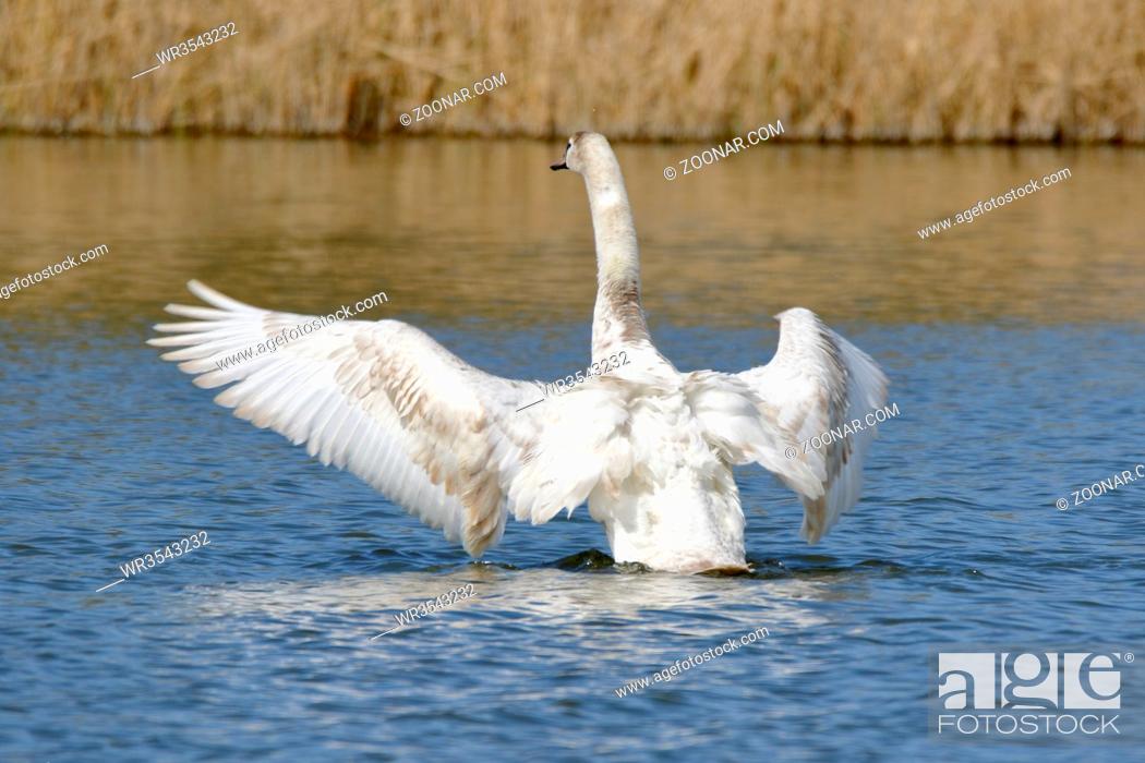 Stock Photo: Meeting Point, Young, Nature, Lake, Baby, Collection, Wild, Bird, Force, Wing, Habitat, Pond, Mute Swan, Swan, Waterfowl, Duck, Spread, Brine, Seeing, Migratory, Gram, Biotope, Posturing, Biotop, Spread Out, Flugel, Enten, Meeting Place, Schwanensee, Imponiergehabe