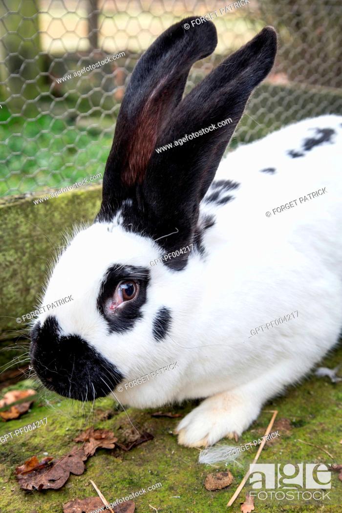 Free Range Checkered Giant Rabbit Raised On The Farm 87 Haute Vienne Limousin France Stock Photo Picture And Rights Managed Image Pic Gpt Pf004217 Agefotostock
