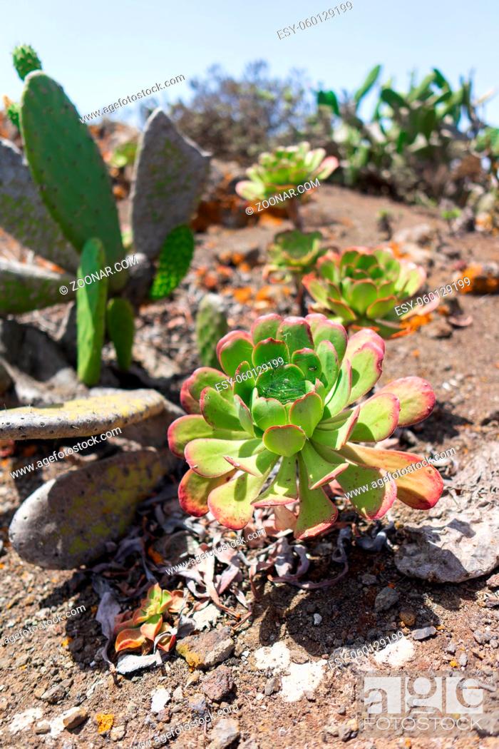 Stock Photo: Aeonium plant. Focus on the foreground. Tenerife. Canary Islands. Spain.