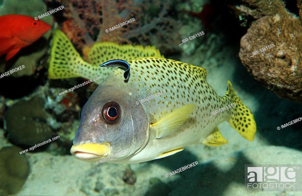 Stock Photo: Blackspotted Sweetlip with Striped Cleaner Wrasse, Sudan (Plectorhinchus gaterinus) (Labroides dimidiatus).
