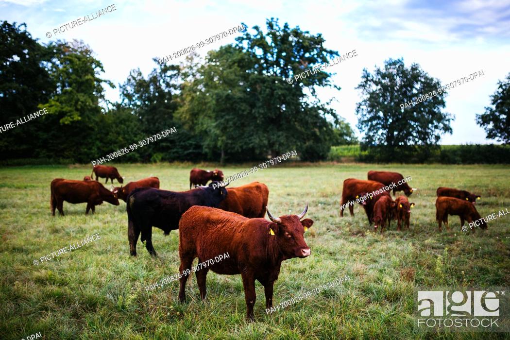 Stock Photo: 19 August 2020, Baden-Wuerttemberg, Kappel-Grafenhausen: A group of cattle is standing on a pasture. On the so-called ""wild pastures"" near Kappel-Grafenhausen.